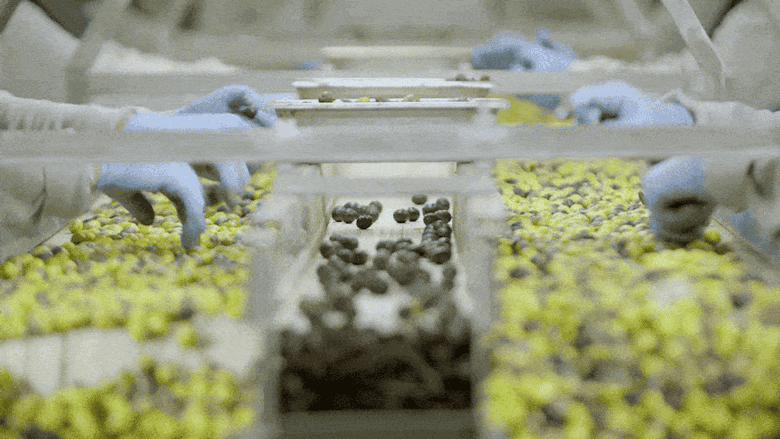 OLIVE3_780_27